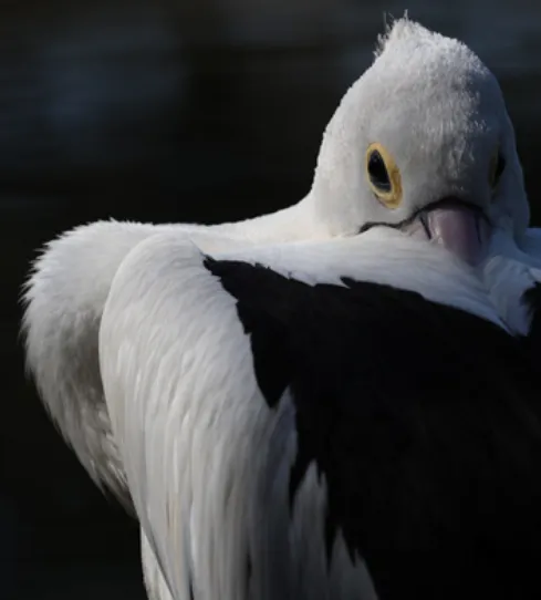 Yigitning onlayn jinsiy olatni kichkina