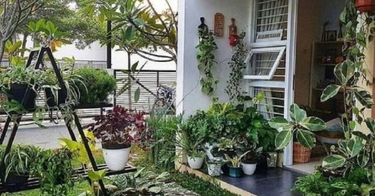 15 Rekomendasi Tanaman Hias Depan Rumah Bikin Taman Jadi Cantik